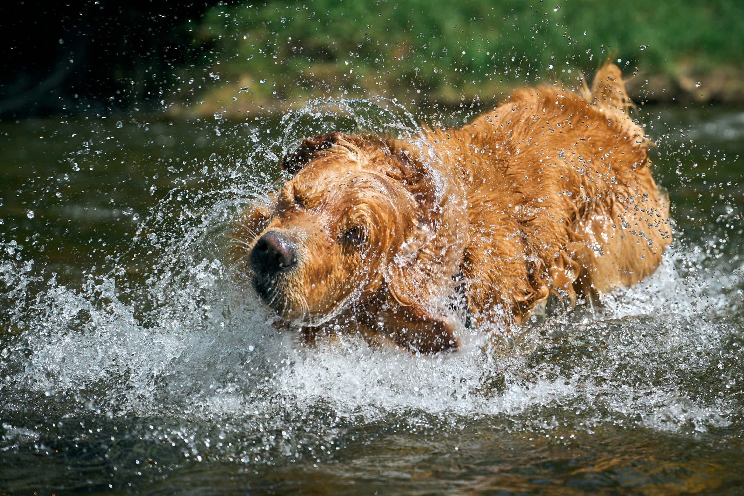 chien qui se baigne dans l'eau