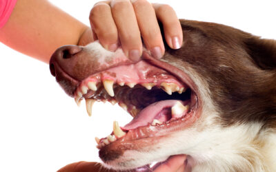 Pourquoi détartrer les dents de son chien?