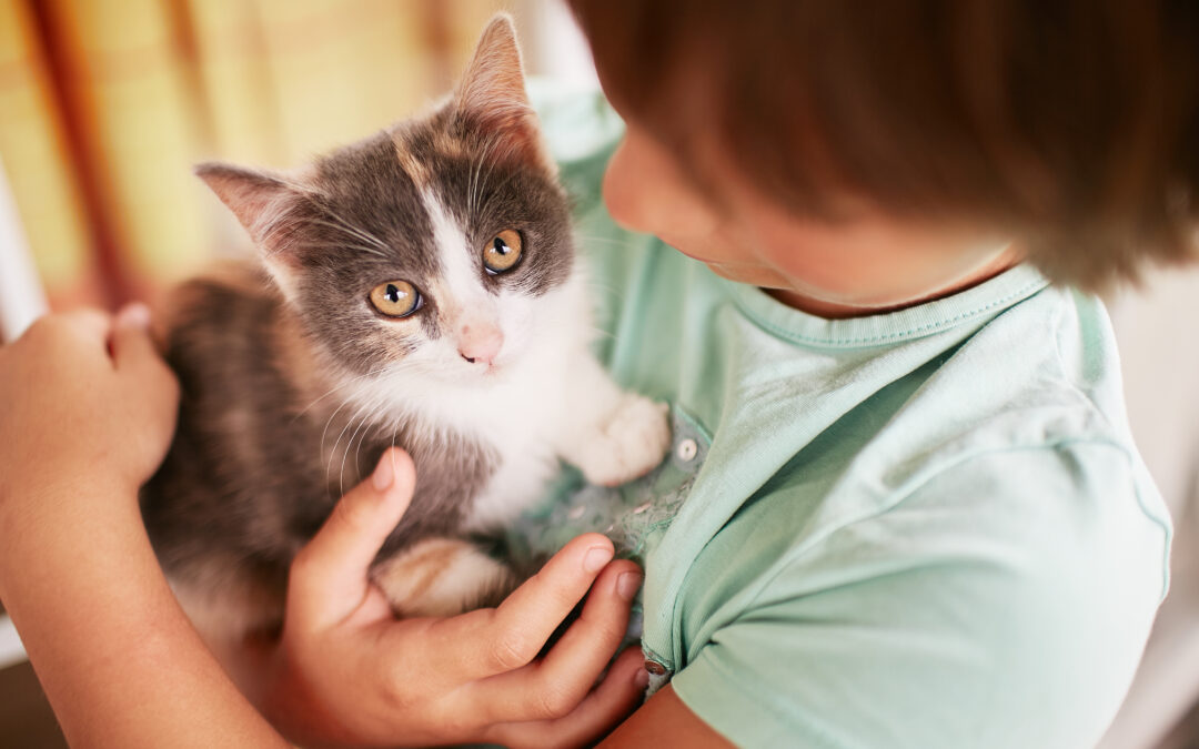 conseils-chats-adopter un chat-adopter un animal