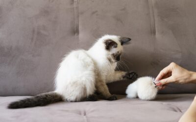 Comment choisir le bon jouet pour son chat : conseils et recommandations