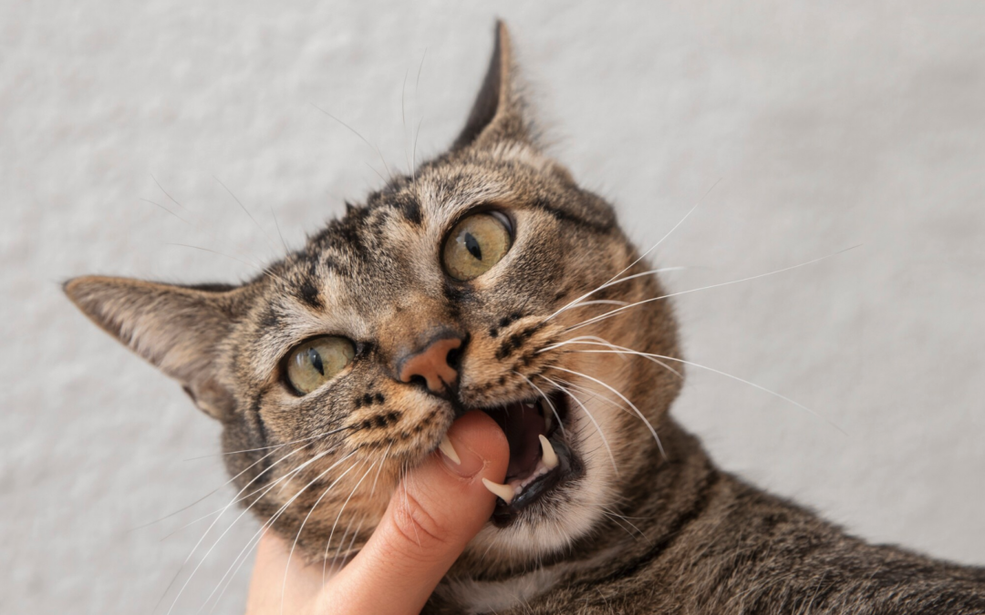 Le guide complet pour un détartrage efficace des dents de votre chat