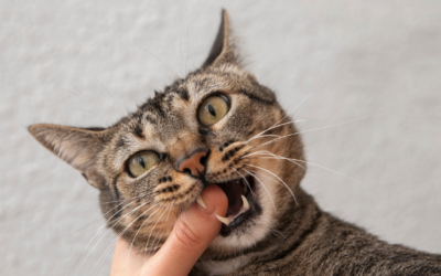 Le guide complet pour un détartrage efficace des dents de votre chat