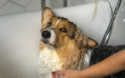 Toilettage : les étapes et astuces pour un bain réussi de votre chien
