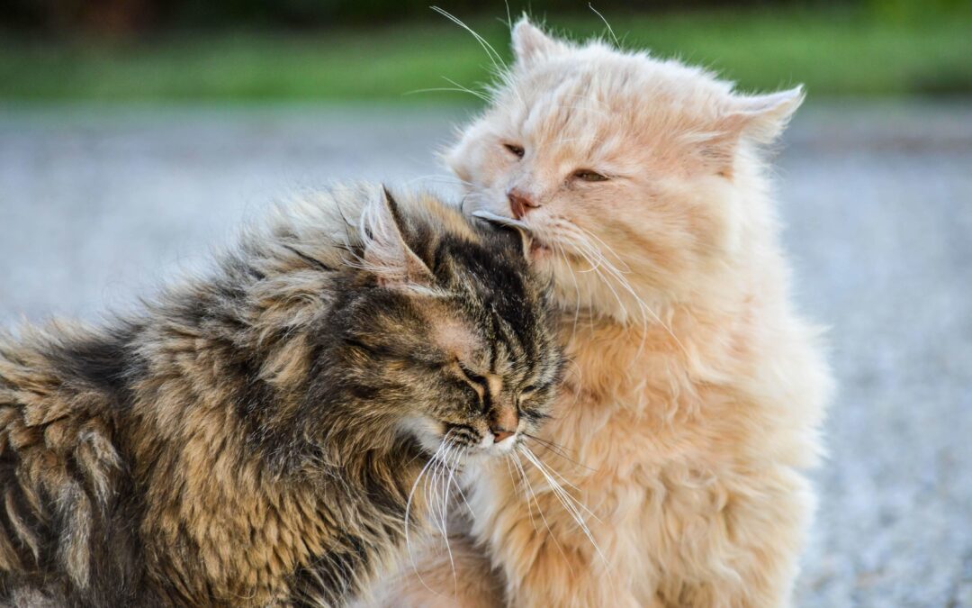 Pourquoi le brossage régulier pour les chats à poils longs est essentiel