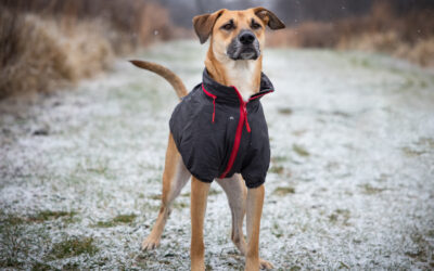 Comment bien choisir un vêtement pour votre chien en hiver