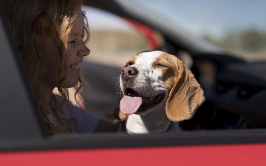 Accessoires de voyage pour chiens : ce qu’il ne faut pas oublier