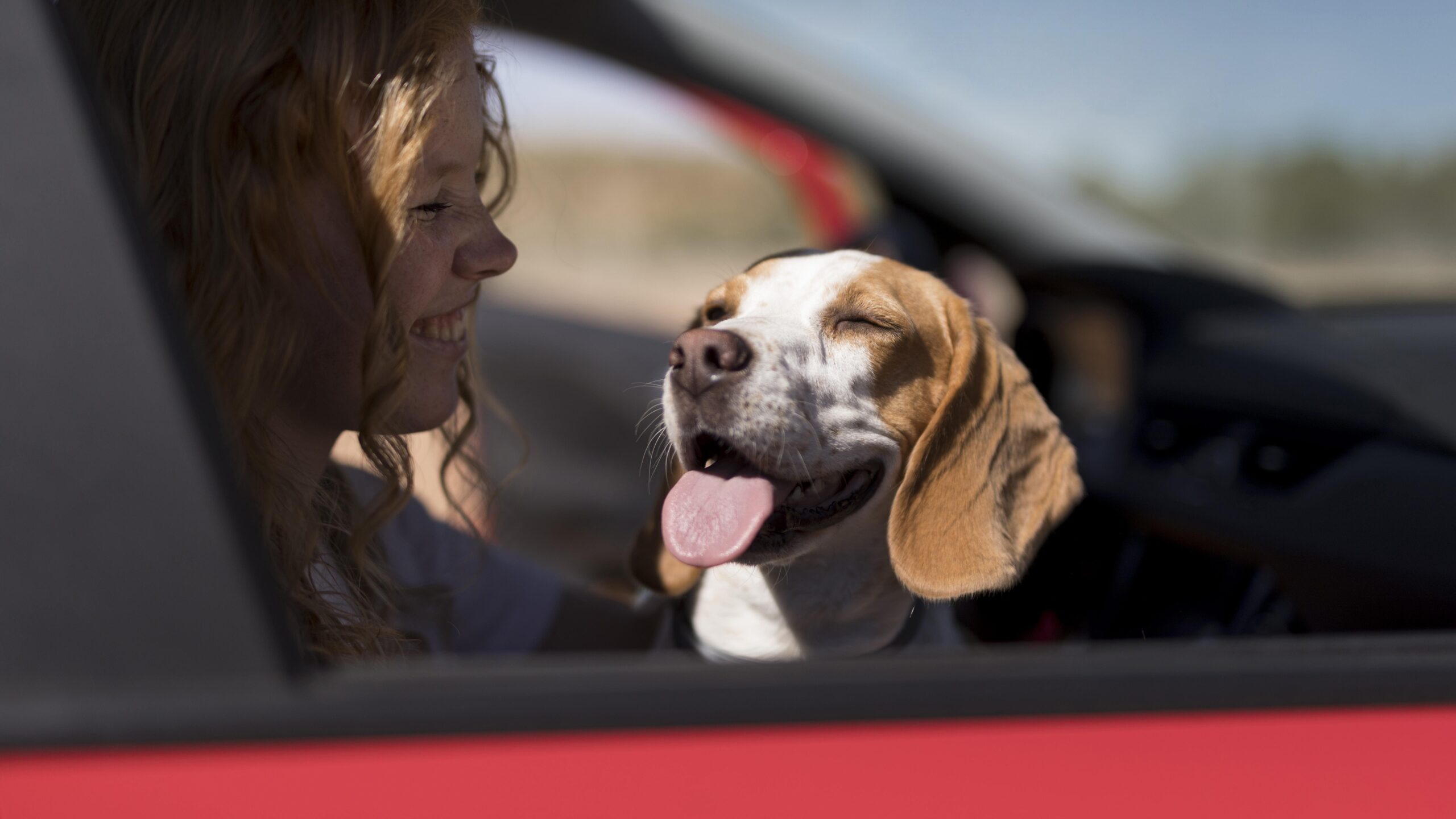 Chien en voiture