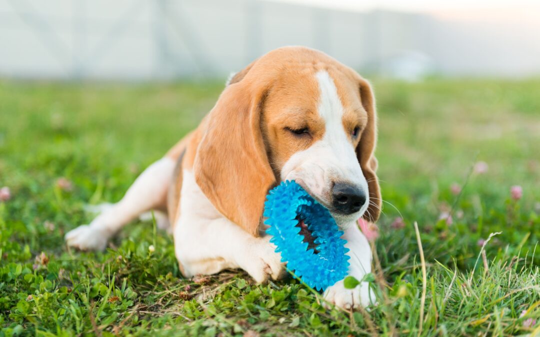 Les meilleurs jouets et activités pour divertir son chien