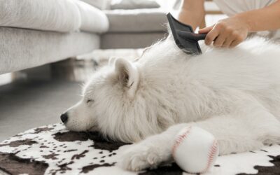 Choisir la brosse idéale pour votre chien et son type de poil