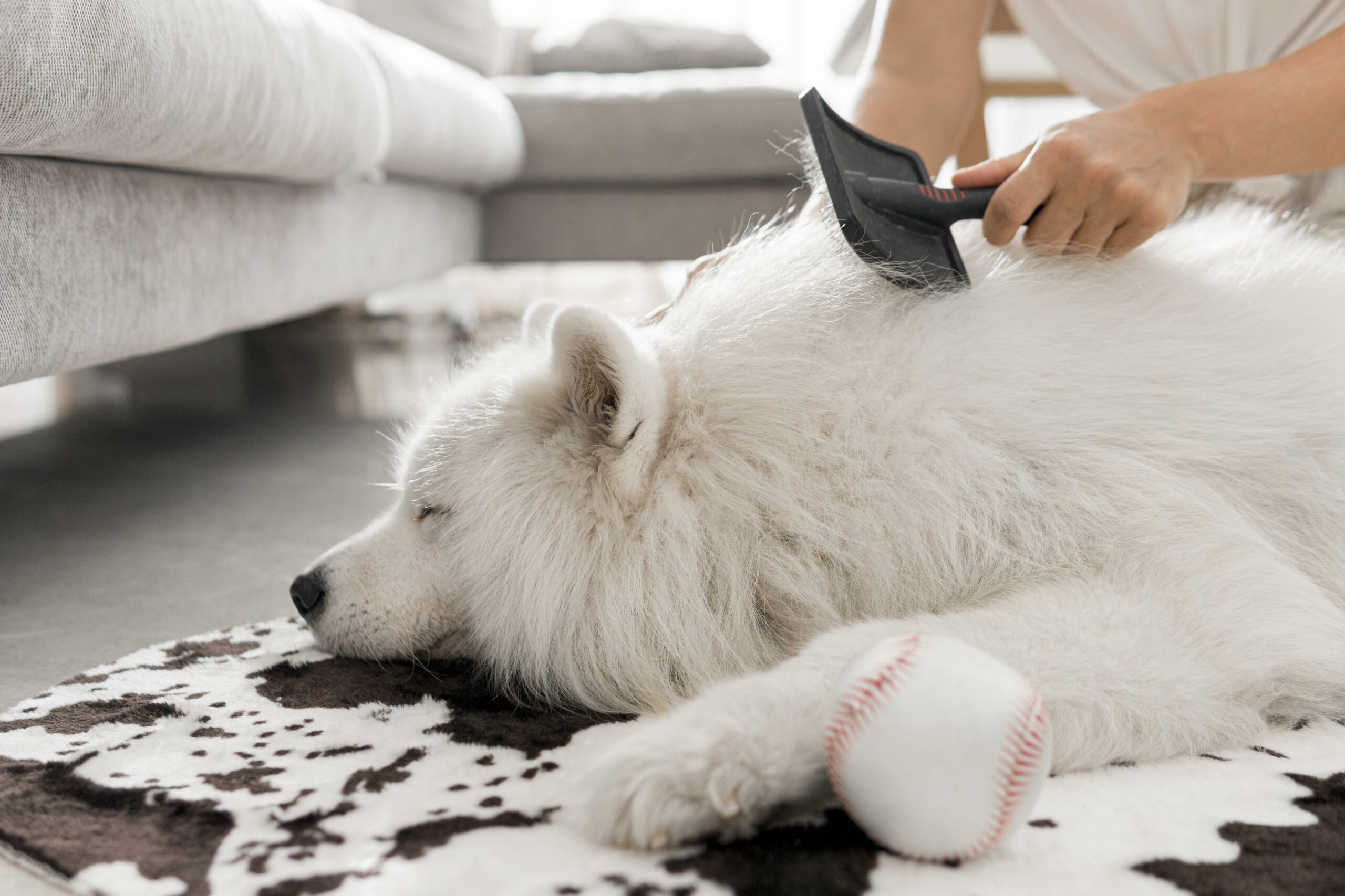 Brossage chien