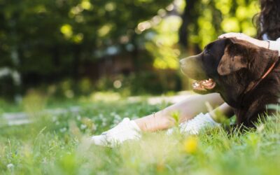 Allergies printanières chez les chiens : comment les reconnaître et les soulager ?